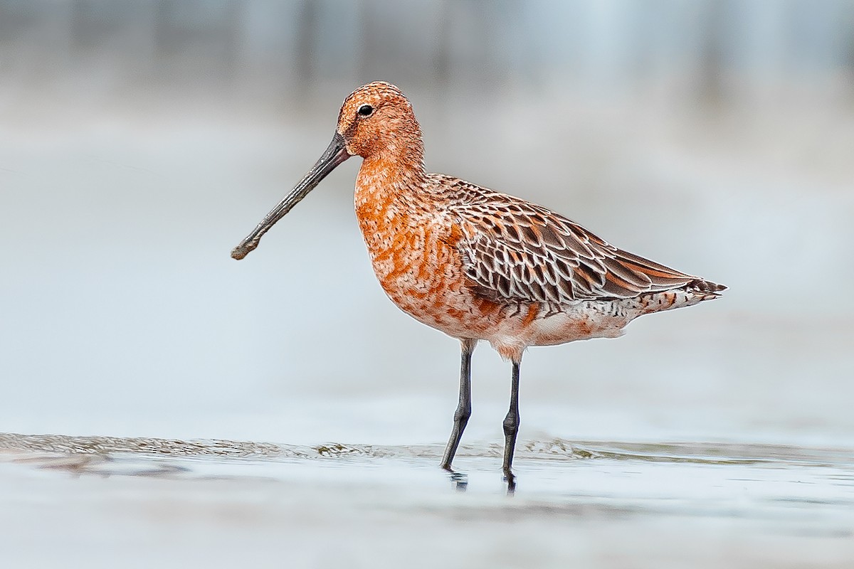 Asian Dowitcher - Natthaphat Chotjuckdikul