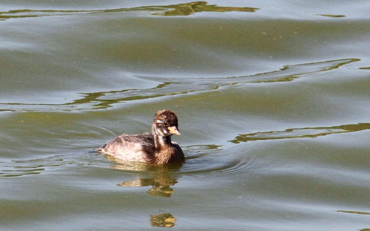 Little Grebe - ML479617381