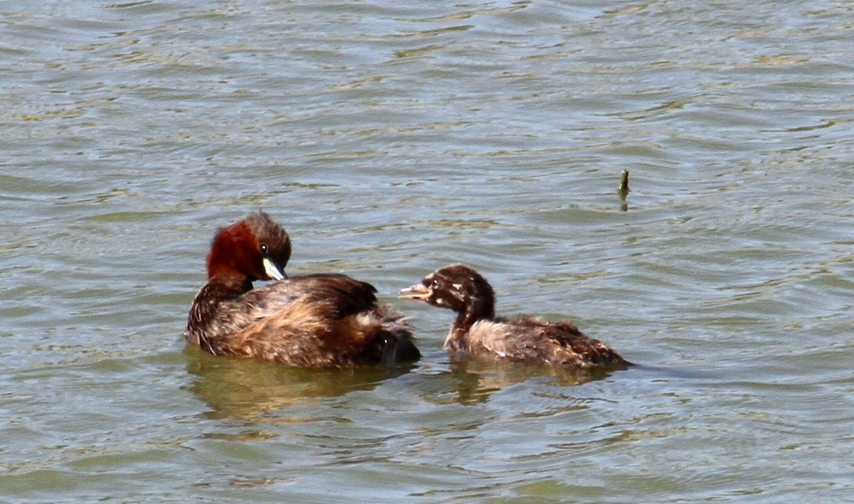 Little Grebe - ML479617391