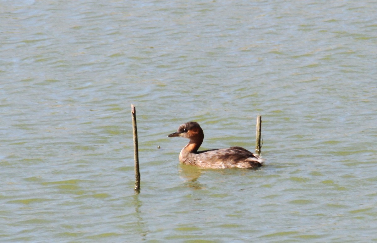 Little Grebe - ML479617401