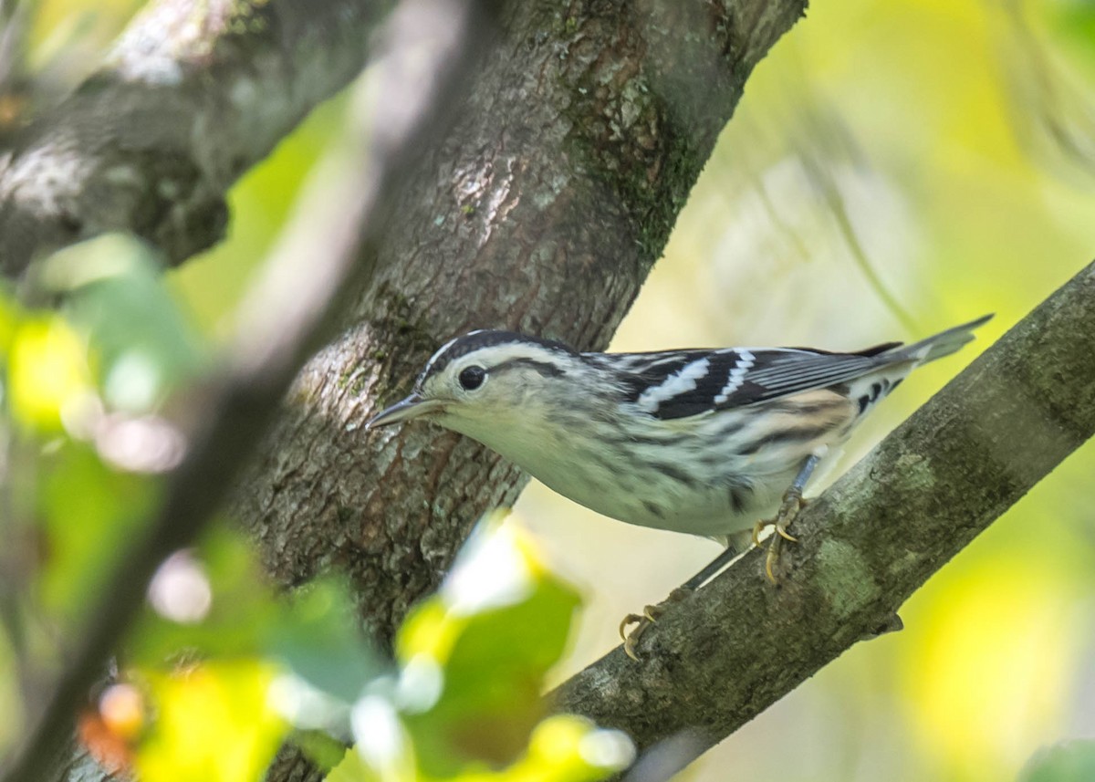 Black-and-white Warbler - ML479618191