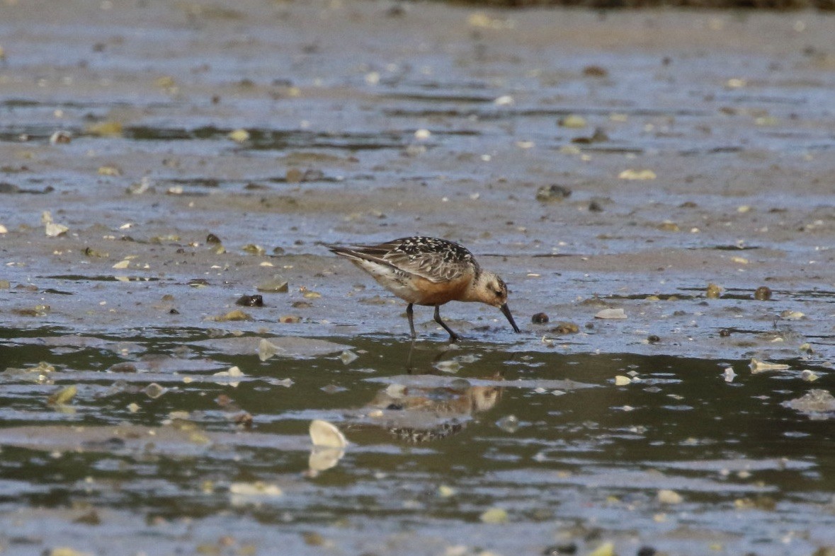 Red Knot - ML479619631