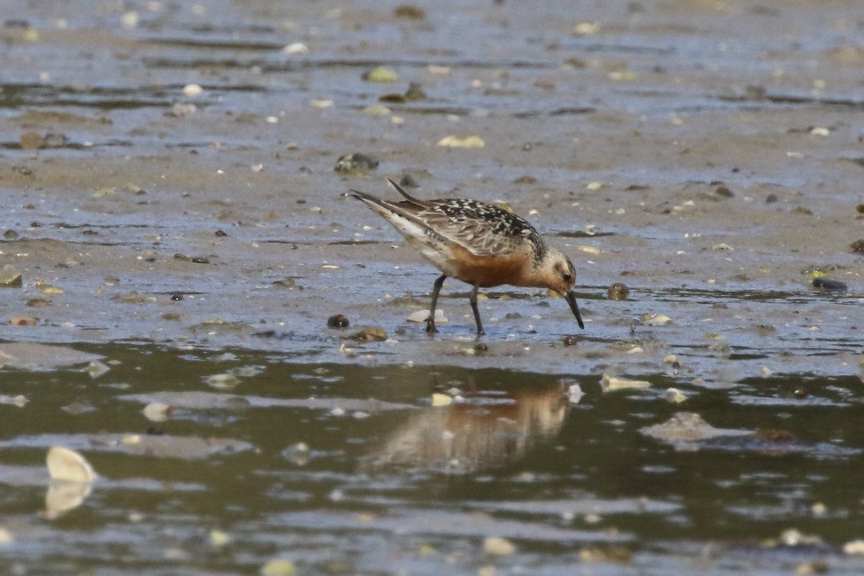 Red Knot - ML479619641