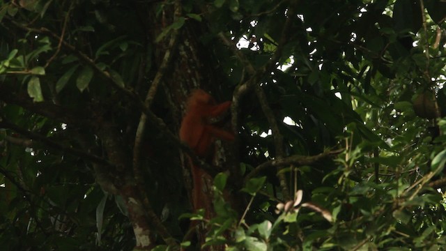 red leaf monkey - ML479620