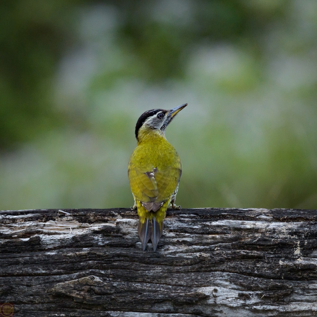 Streak-throated Woodpecker - Manjula Desai