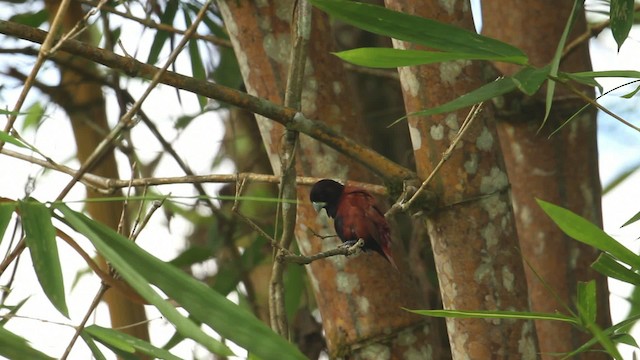 Tricolored Munia - ML479623