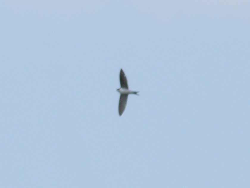 Western House-Martin - ML479623131