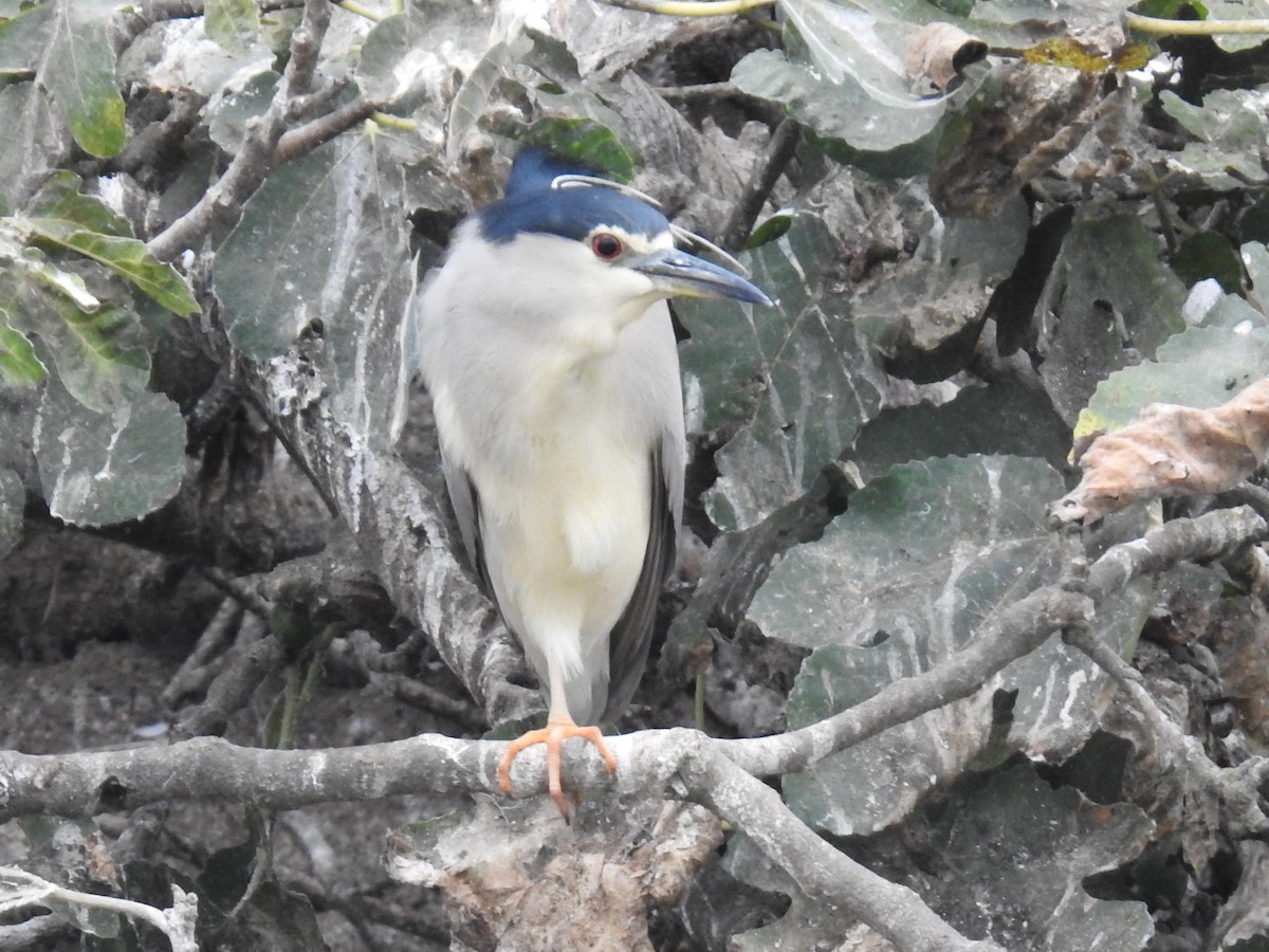 Black-crowned Night Heron - ML479623331