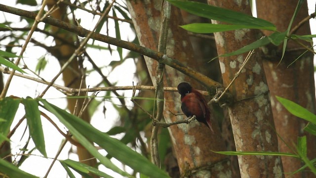 Tricolored Munia - ML479624