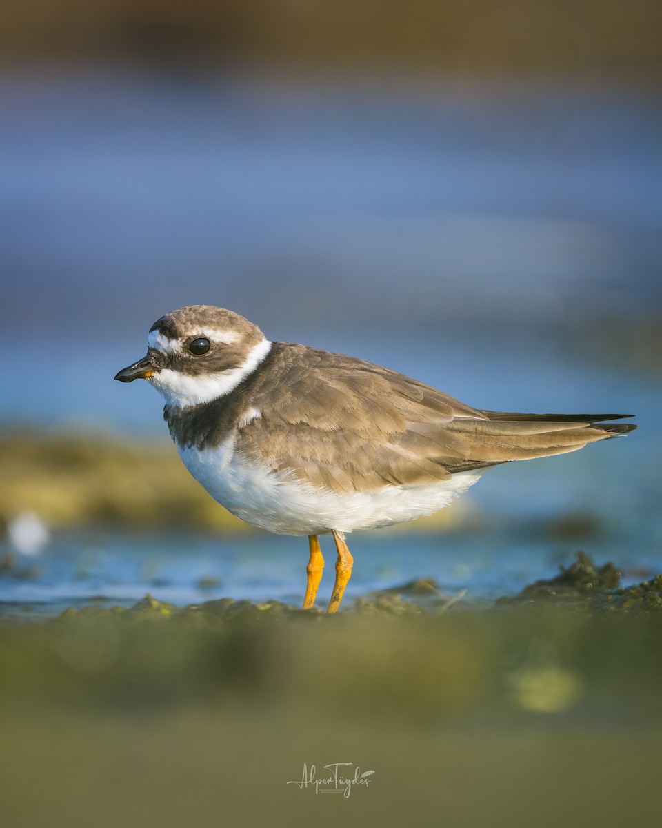 Common Ringed Plover - ML479624091