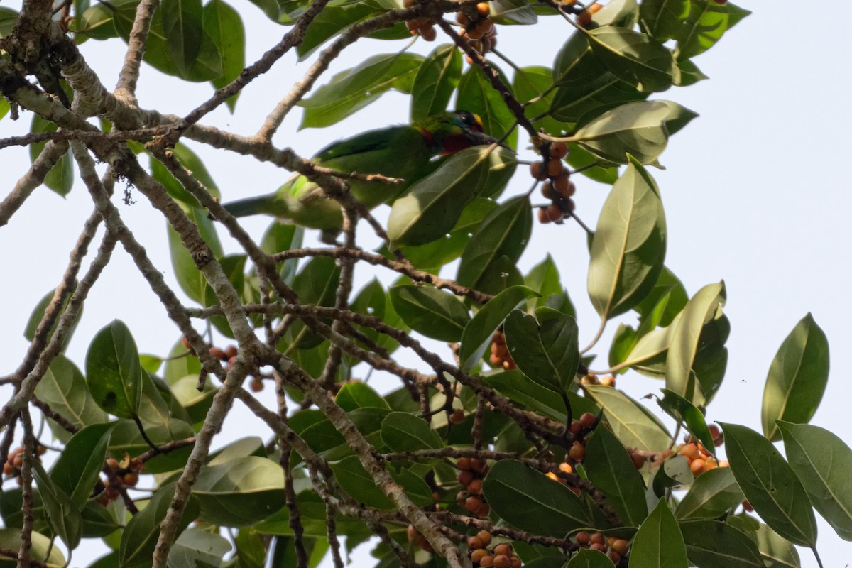 Blue-throated Barbet - ML479624161