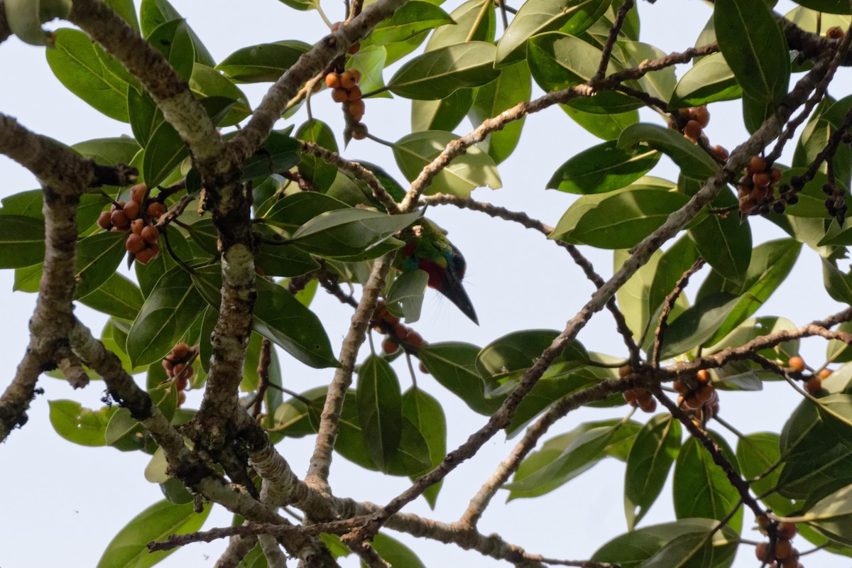 Blue-throated Barbet - ML479624171