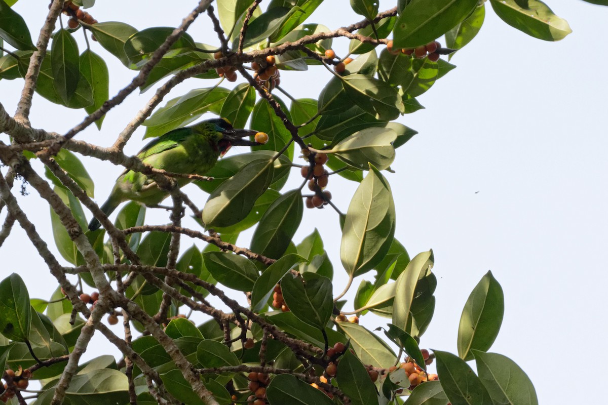 Blue-throated Barbet - ML479624181