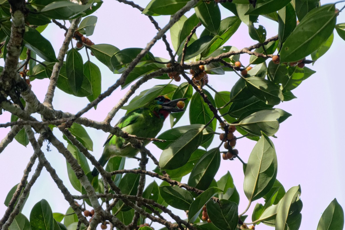 Blue-throated Barbet - ML479624211