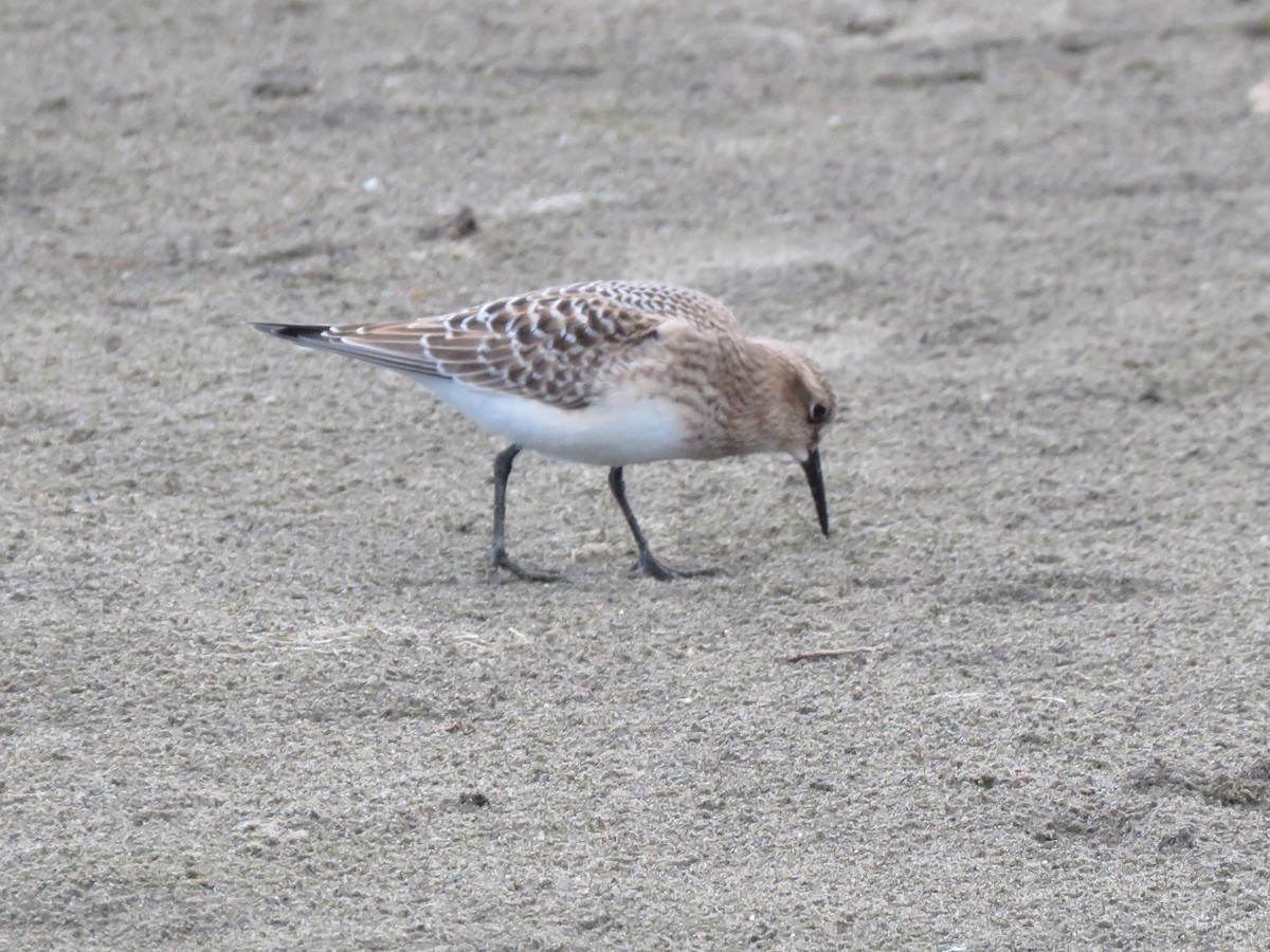 Baird's Sandpiper - Jim Mead