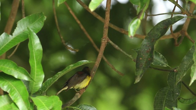 Brown-throated Sunbird - ML479626