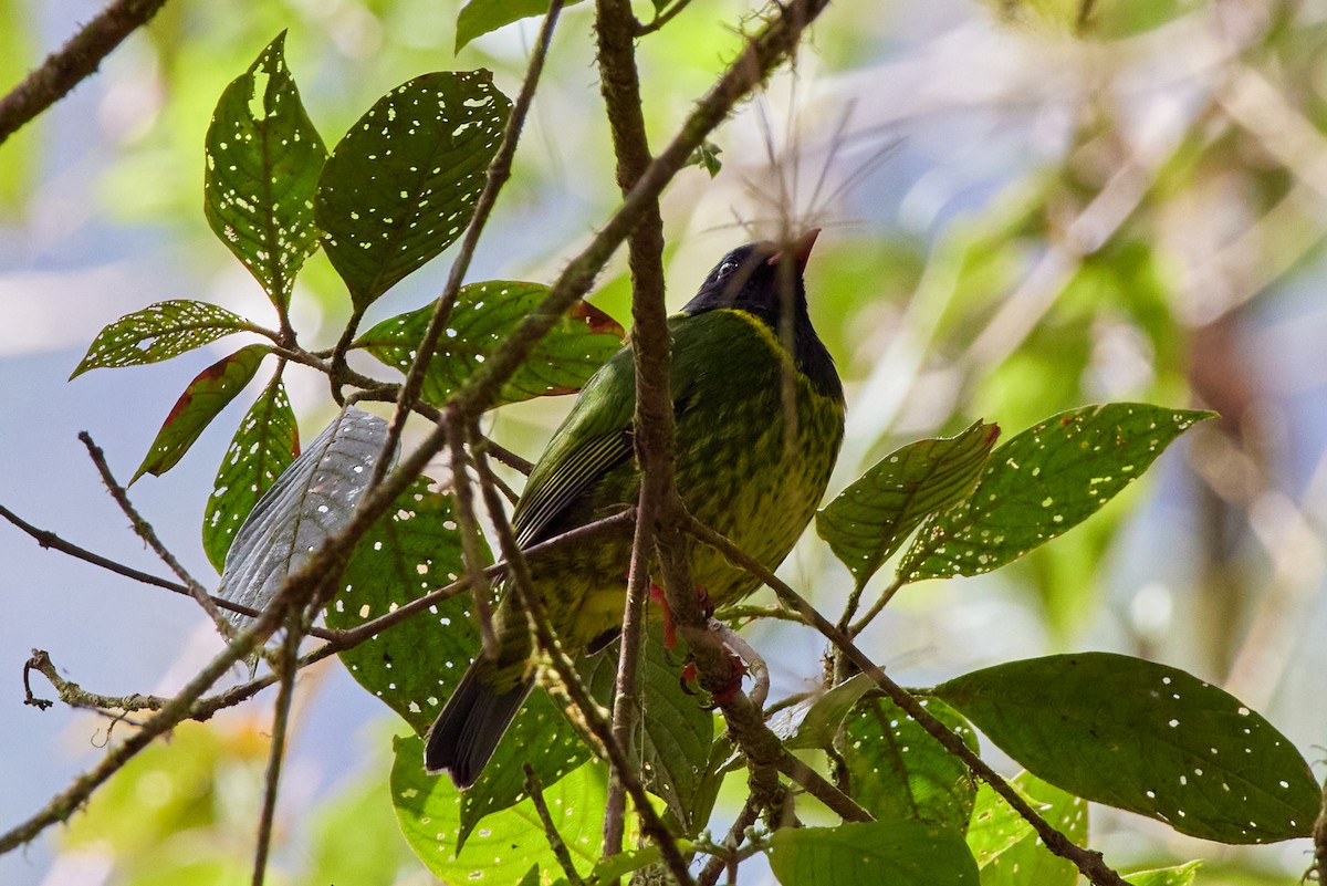 Green-and-black Fruiteater - ML479627001