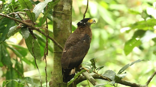 Crested Serpent-Eagle - ML479628