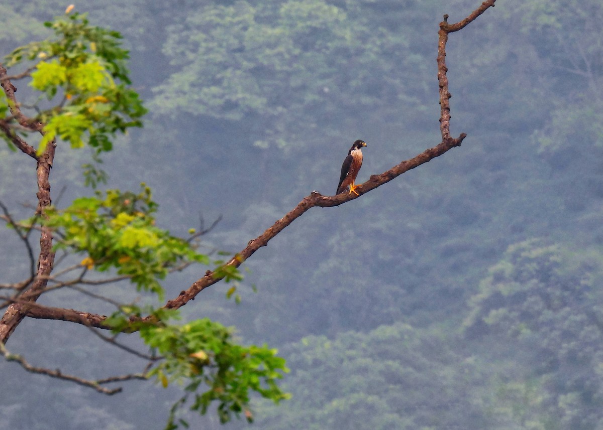 Peregrine Falcon (Shaheen) - Dipayan Chakraborty