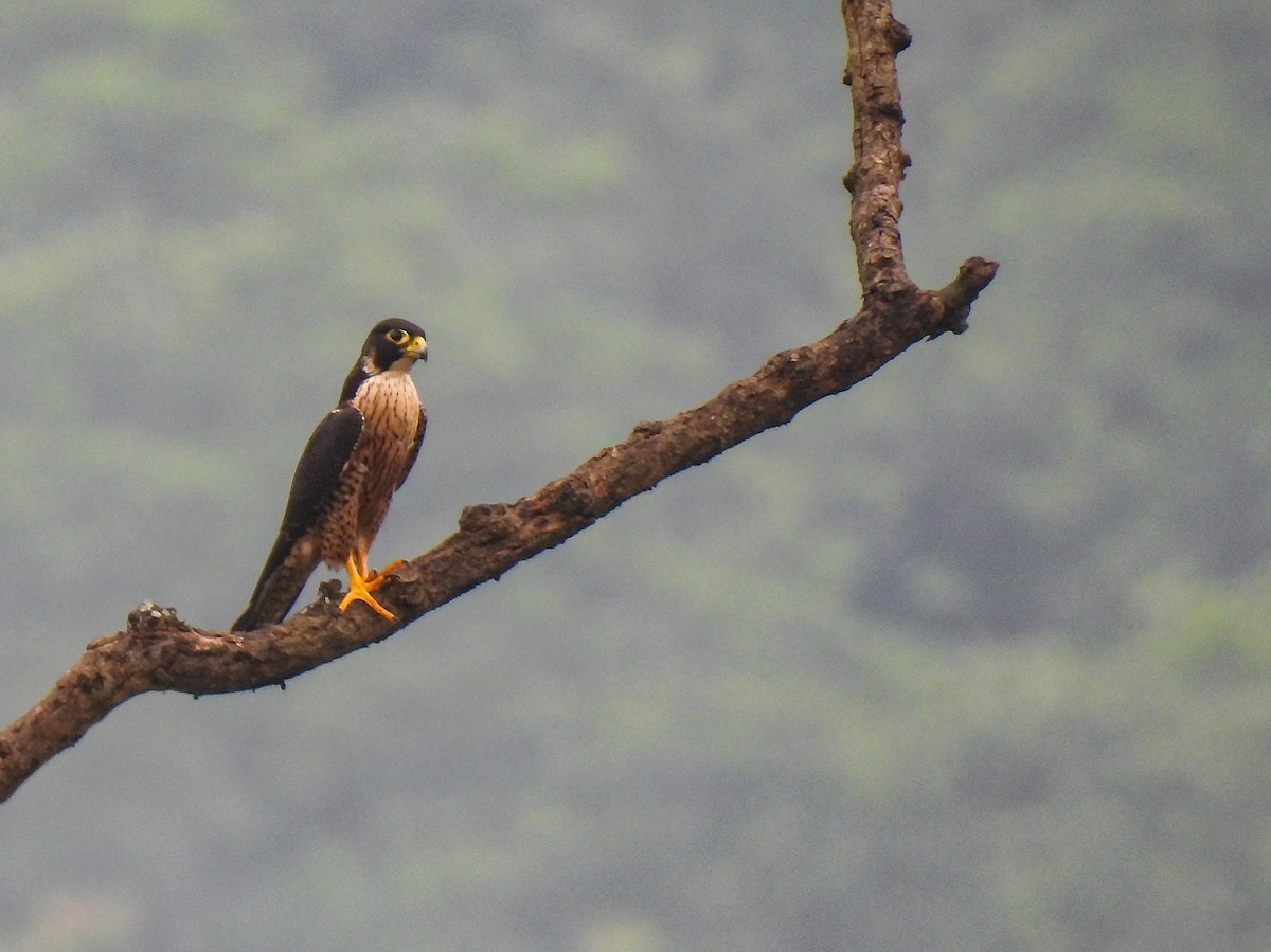 Halcón Peregrino (peregrinator) - ML479628881