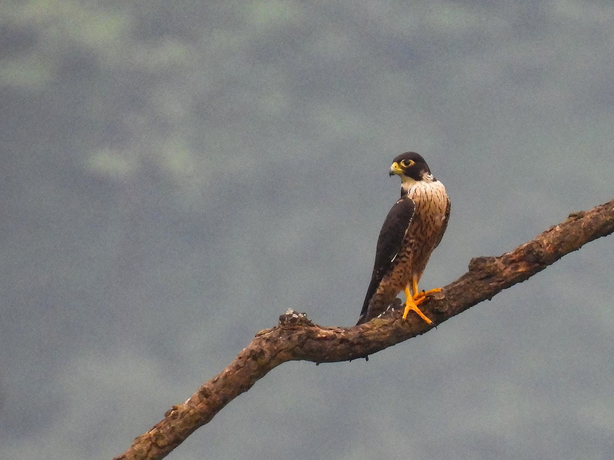 Halcón Peregrino (peregrinator) - ML479628911