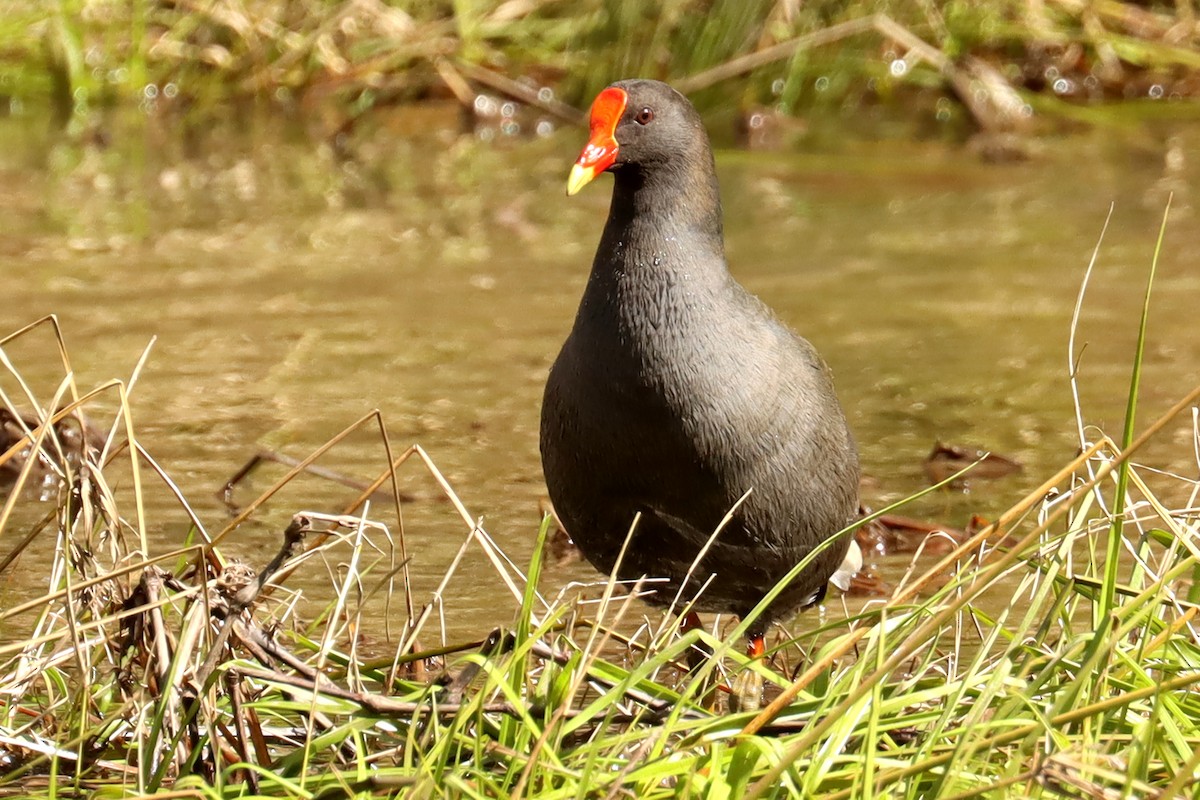 Dusky Moorhen - ML479629091