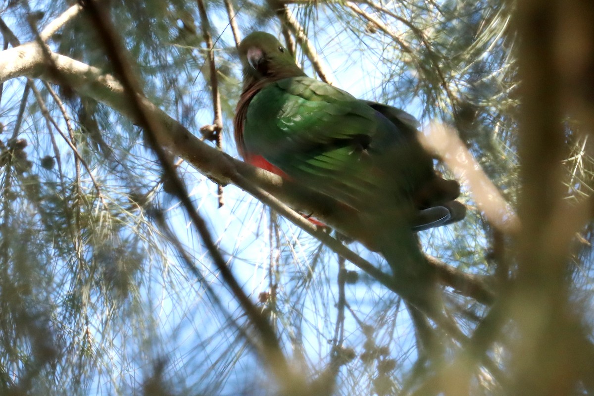 Australian King-Parrot - ML479629291