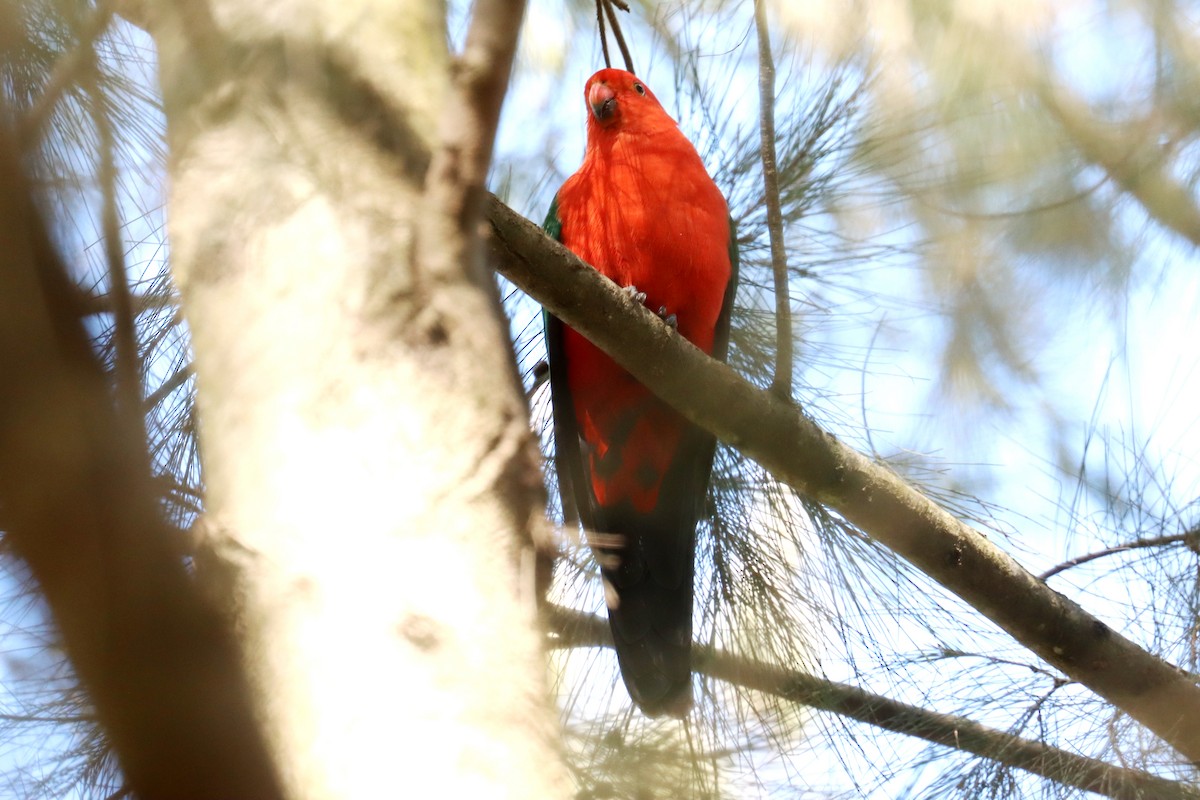 Australian King-Parrot - ML479629301