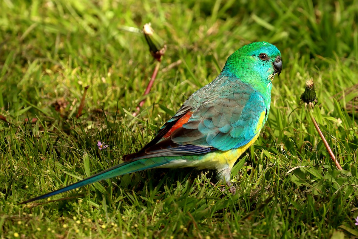 Red-rumped Parrot - ML479629351