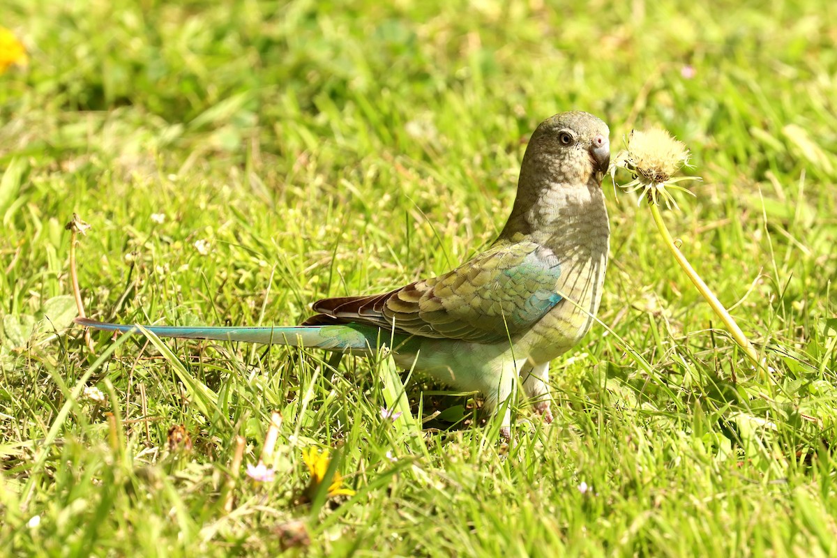 Red-rumped Parrot - ML479629381