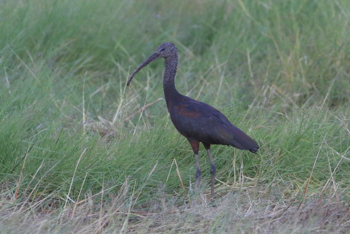 Glossy Ibis - Richard Fuller