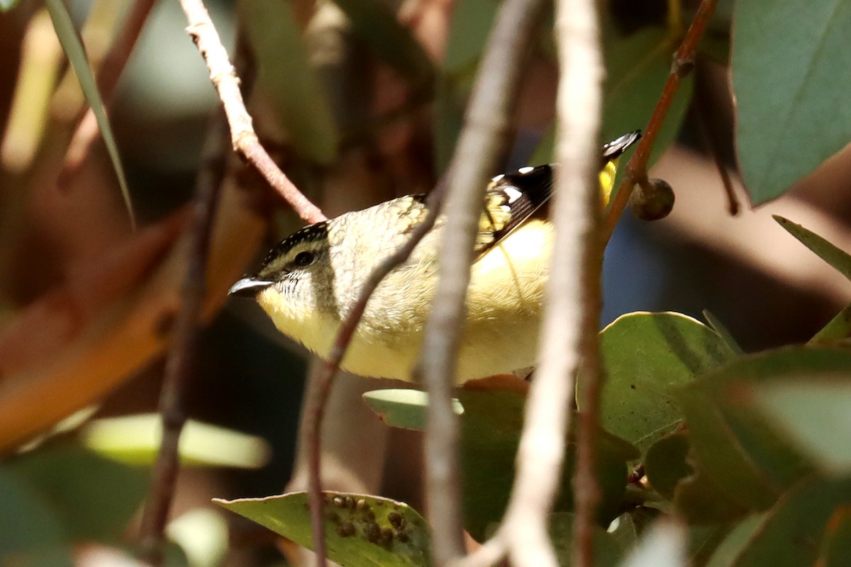 Spotted Pardalote - Miguel Angel Bean