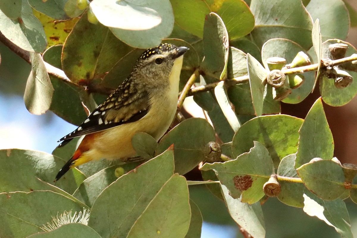 Spotted Pardalote - ML479629951