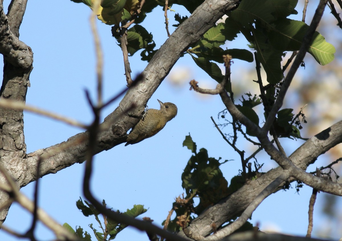 Little Woodpecker - ML479630611