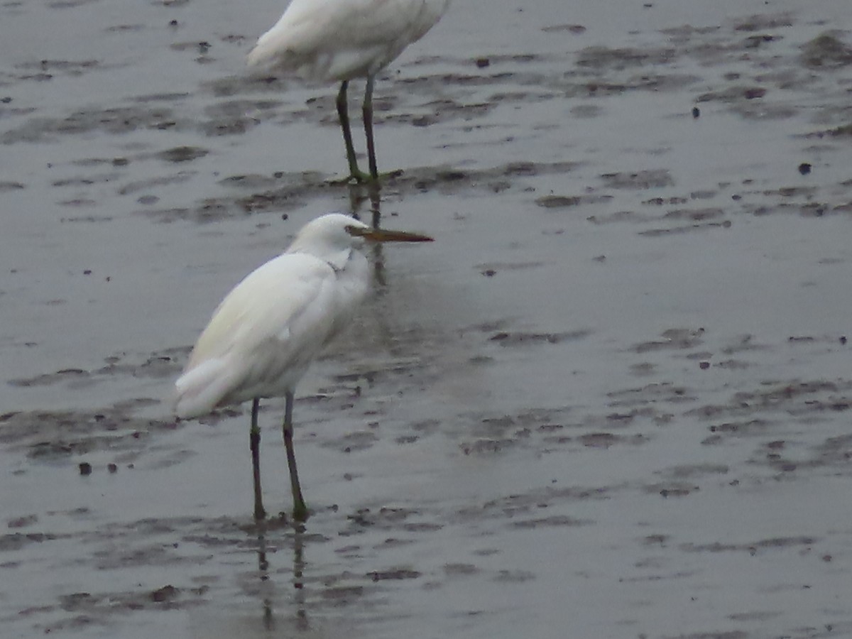 Chinese Egret - Young Gul Kim