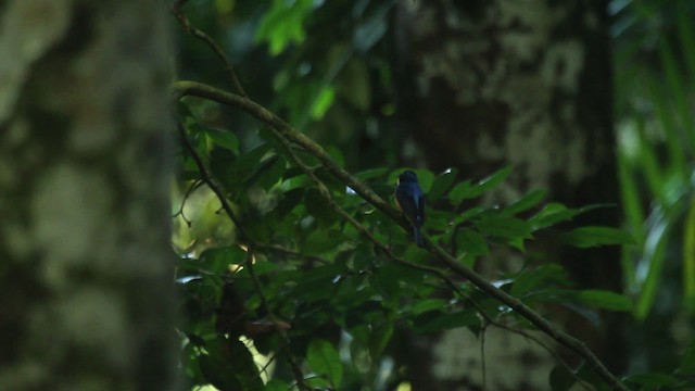 Bornean Blue Flycatcher - ML479631