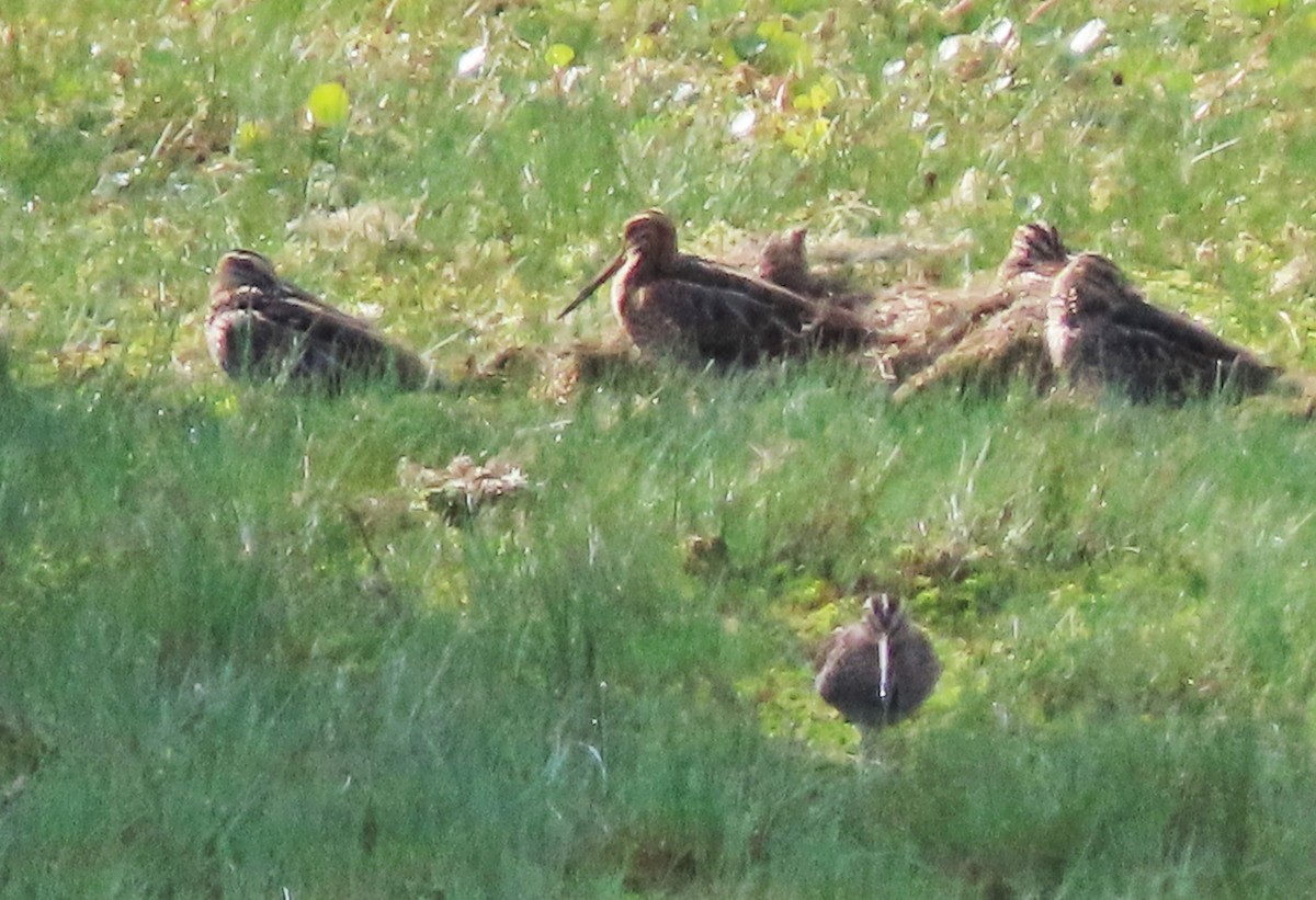 Common Snipe - ML479631051