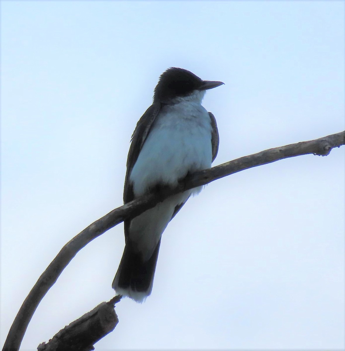 Eastern Kingbird - ML479631981