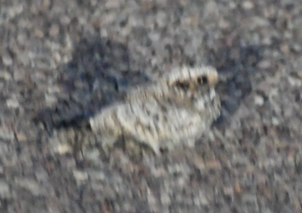 Common Poorwill - Jeff Shenot