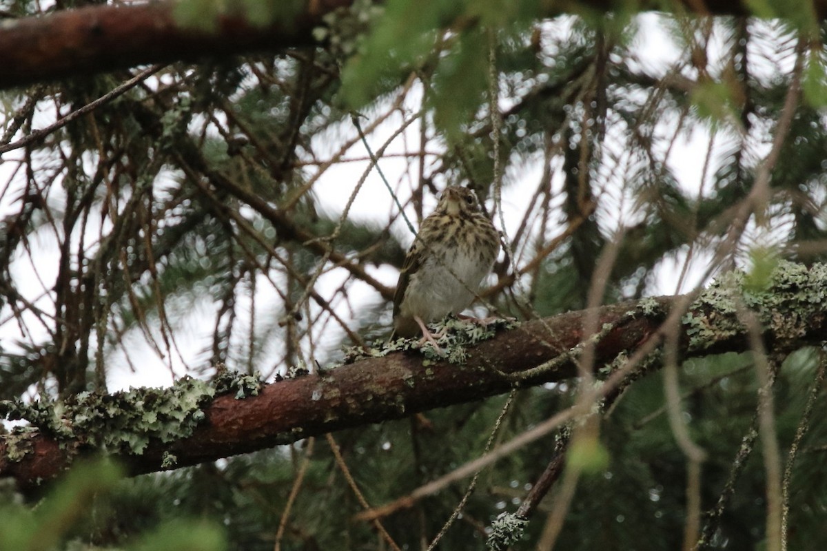 Tree Pipit - Krista Oswald