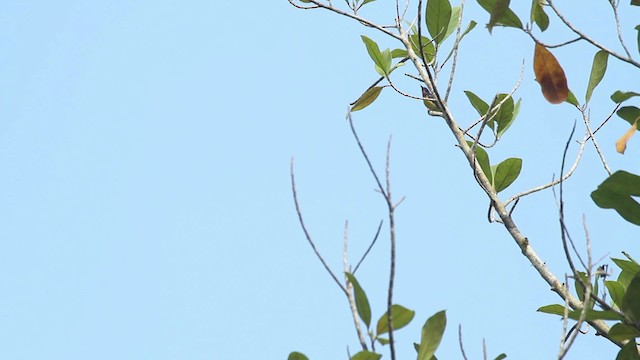 Нектаркові sp. (sunbird sp.) - ML479635