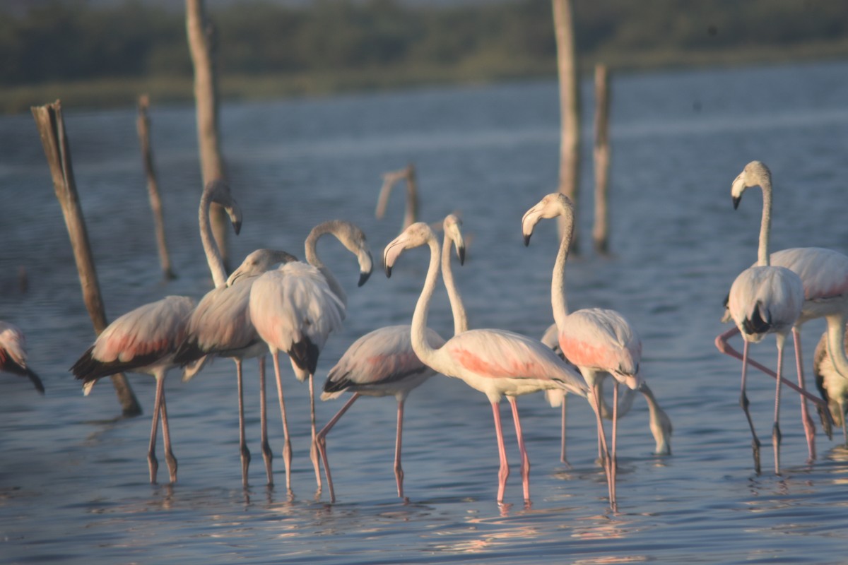 Greater Flamingo - Metin Güzeliş