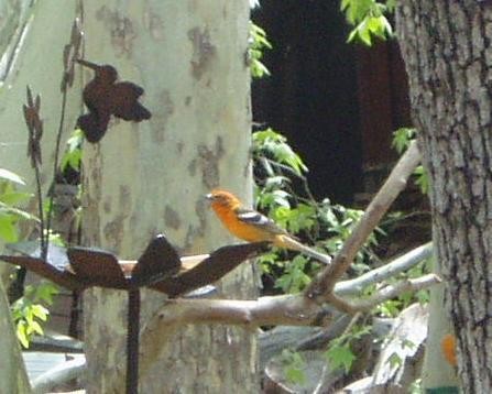 Flame-colored Tanager - ML479635481