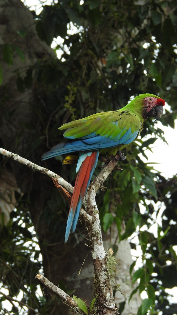 Military Macaw - ML479636591