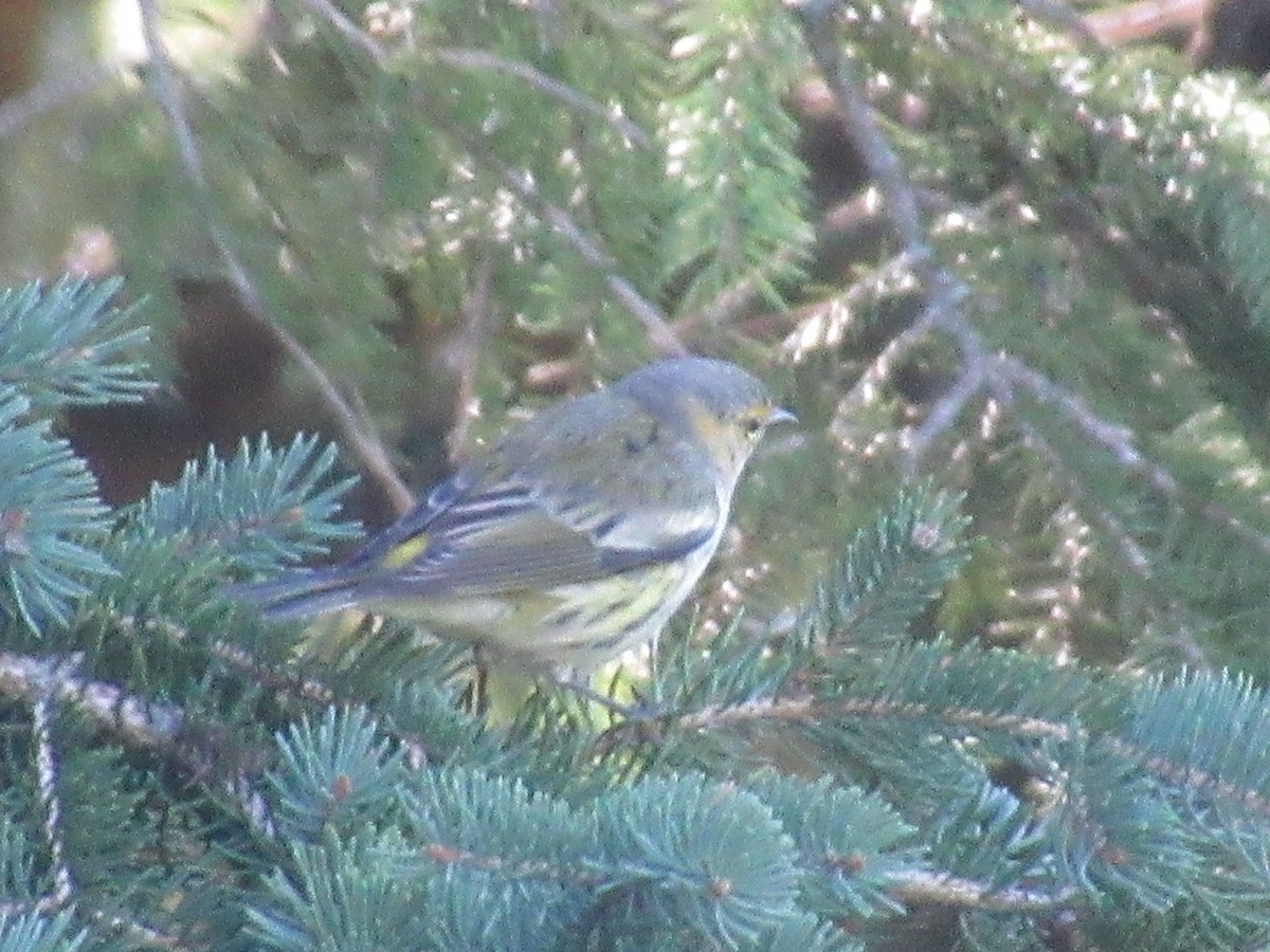 Cape May Warbler - ML479636701