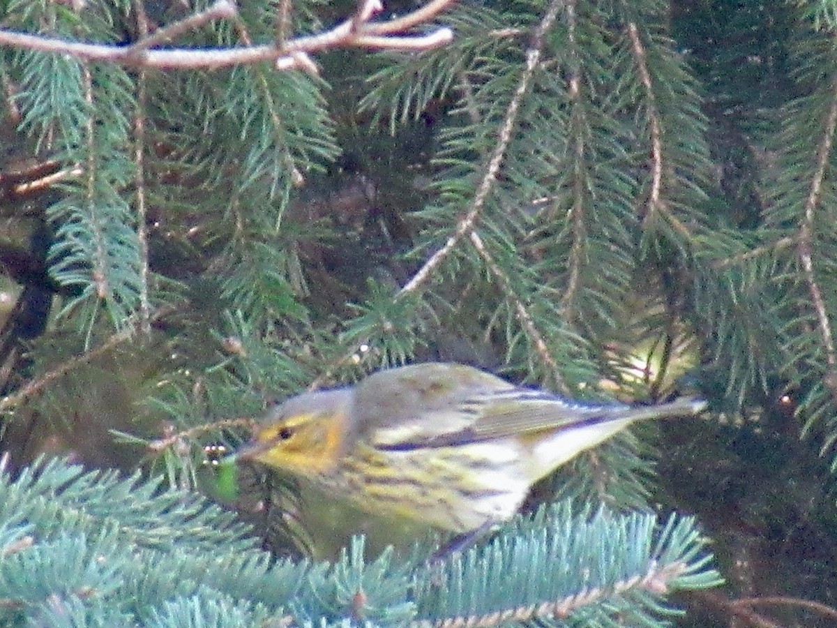 Cape May Warbler - ML479636711