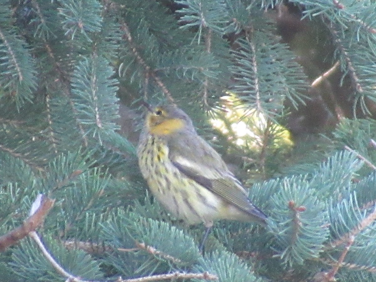 Cape May Warbler - ML479636721