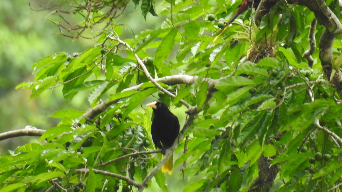 Crested Oropendola - ML479636801