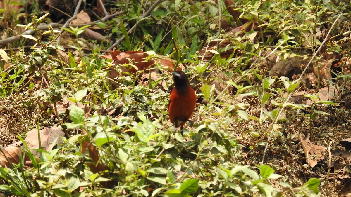 Crimson-backed Tanager - ML479636831