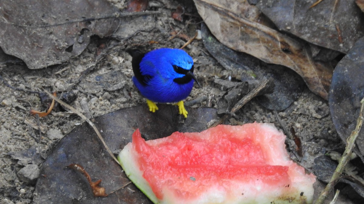 Purple Honeycreeper - ML479636901